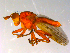  ( - 10PROBE-13424)  @12 [ ] CreativeCommons - Attribution (2011) CBG Photography Group Centre for Biodiversity Genomics