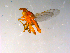  ( - 10PROBE-13425)  @12 [ ] CreativeCommons - Attribution (2011) CBG Photography Group Centre for Biodiversity Genomics