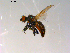  ( - 10PROBE-13436)  @13 [ ] CreativeCommons - Attribution (2011) CBG Photography Group Centre for Biodiversity Genomics