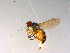  ( - 10PROBE-13452)  @13 [ ] CreativeCommons - Attribution (2011) CBG Photography Group Centre for Biodiversity Genomics