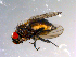  ( - 10PROBE-13583)  @13 [ ] CreativeCommons - Attribution (2011) CBG Photography Group Centre for Biodiversity Genomics