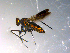  ( - 10PROBE-13616)  @13 [ ] CreativeCommons - Attribution (2011) CBG Photography Group Centre for Biodiversity Genomics