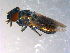  ( - 10PROBE-13635)  @12 [ ] CreativeCommons - Attribution (2011) CBG Photography Group Centre for Biodiversity Genomics