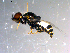  ( - 10PROBE-13646)  @12 [ ] CreativeCommons - Attribution (2011) CBG Photography Group Centre for Biodiversity Genomics