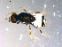  ( - 10PROBE-13647)  @13 [ ] CreativeCommons - Attribution (2011) CBG Photography Group Centre for Biodiversity Genomics