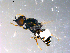  ( - 10PROBE-13649)  @13 [ ] CreativeCommons - Attribution (2011) CBG Photography Group Centre for Biodiversity Genomics