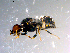  ( - 10PROBE-13650)  @12 [ ] CreativeCommons - Attribution (2011) CBG Photography Group Centre for Biodiversity Genomics