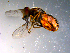  ( - 10PROBE-13676)  @12 [ ] CreativeCommons - Attribution (2011) CBG Photography Group Centre for Biodiversity Genomics