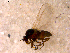  ( - 10PROBE-13698)  @13 [ ] CreativeCommons - Attribution (2011) CBG Photography Group Centre for Biodiversity Genomics