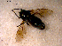  ( - 10PROBE-13699)  @12 [ ] CreativeCommons - Attribution (2011) CBG Photography Group Centre for Biodiversity Genomics