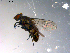  ( - 10PROBE-13703)  @13 [ ] CreativeCommons - Attribution (2011) CBG Photography Group Centre for Biodiversity Genomics