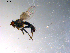  ( - 10PROBE-13722)  @13 [ ] CreativeCommons - Attribution (2011) CBG Photography Group Centre for Biodiversity Genomics