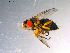  ( - 10PROBE-13735)  @12 [ ] CreativeCommons - Attribution (2011) CBG Photography Group Centre for Biodiversity Genomics