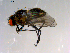 ( - 10PROBE-13784)  @13 [ ] CreativeCommons - Attribution (2011) CBG Photography Group Centre for Biodiversity Genomics