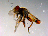  ( - 10PROBE-13803)  @13 [ ] CreativeCommons - Attribution (2011) CBG Photography Group Centre for Biodiversity Genomics