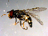  ( - 10PROBE-13805)  @13 [ ] CreativeCommons - Attribution (2011) CBG Photography Group Centre for Biodiversity Genomics