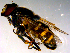  ( - 10PROBE-13806)  @12 [ ] CreativeCommons - Attribution (2011) CBG Photography Group Centre for Biodiversity Genomics