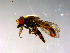  ( - 10PROBE-13807)  @13 [ ] CreativeCommons - Attribution (2011) CBG Photography Group Centre for Biodiversity Genomics