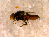  ( - 10PROBE-13841)  @13 [ ] CreativeCommons - Attribution (2011) CBG Photography Group Centre for Biodiversity Genomics