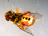  ( - 10PROBE-13851)  @12 [ ] CreativeCommons - Attribution (2011) CBG Photography Group Centre for Biodiversity Genomics