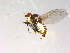  ( - 10PROBE-13863)  @12 [ ] CreativeCommons - Attribution (2011) CBG Photography Group Centre for Biodiversity Genomics