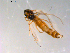  ( - 10PROBE-13874)  @12 [ ] CreativeCommons - Attribution (2011) CBG Photography Group Centre for Biodiversity Genomics