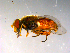  ( - 10PROBE-13905)  @13 [ ] CreativeCommons - Attribution (2011) CBG Photography Group Centre for Biodiversity Genomics