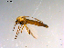  (Cryptochironomus sp. TE02 - 10PROBE-13917)  @13 [ ] CreativeCommons - Attribution (2011) CBG Photography Group Centre for Biodiversity Genomics