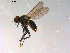  ( - 10PROBE-13936)  @14 [ ] CreativeCommons - Attribution (2011) CBG Photography Group Centre for Biodiversity Genomics