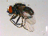  (Limnophora sp. 2 AKR - 10PROBE-13942)  @13 [ ] CreativeCommons - Attribution (2011) CBG Photography Group Centre for Biodiversity Genomics