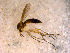  (Brevicornu sp. CJB09 - 10PROBE-13984)  @13 [ ] CreativeCommons - Attribution (2011) CBG Photography Group Centre for Biodiversity Genomics
