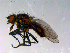  ( - 10PROBE-13998)  @13 [ ] CreativeCommons - Attribution (2011) CBG Photography Group Centre for Biodiversity Genomics