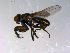  ( - 10PROBE-14002)  @12 [ ] CreativeCommons - Attribution (2011) CBG Photography Group Centre for Biodiversity Genomics