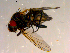  ( - 10PROBE-14027)  @12 [ ] CreativeCommons - Attribution (2011) CBG Photography Group Centre for Biodiversity Genomics