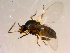  ( - 10PROBE-14052)  @13 [ ] CreativeCommons - Attribution (2011) CBG Photography Group Centre for Biodiversity Genomics