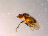  ( - 10PROBE-14141)  @12 [ ] CreativeCommons - Attribution (2011) CBG Photography Group Centre for Biodiversity Genomics