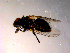  ( - 10PROBE-14184)  @12 [ ] CreativeCommons - Attribution (2011) CBG Photography Group Centre for Biodiversity Genomics