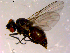  ( - 10PROBE-14233)  @12 [ ] CreativeCommons - Attribution (2011) CBG Photography Group Centre for Biodiversity Genomics
