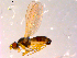  ( - 10PROBE-14244)  @12 [ ] CreativeCommons - Attribution (2011) CBG Photography Group Centre for Biodiversity Genomics
