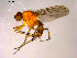  ( - 10PROBE-14286)  @13 [ ] CreativeCommons - Attribution (2011) CBG Photography Group Centre for Biodiversity Genomics