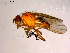  ( - 10PROBE-14290)  @13 [ ] CreativeCommons - Attribution (2011) CBG Photography Group Centre for Biodiversity Genomics