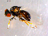  (Parapiophila sp. TAW1 - 10PROBE-14316)  @12 [ ] CreativeCommons - Attribution (2011) CBG Photography Group Centre for Biodiversity Genomics