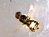  ( - 10PROBE-14317)  @12 [ ] CreativeCommons - Attribution (2011) CBG Photography Group Centre for Biodiversity Genomics