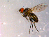  ( - 10PROBE-14368)  @13 [ ] CreativeCommons - Attribution (2011) CBG Photography Group Centre for Biodiversity Genomics