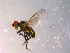  ( - 10PROBE-14374)  @13 [ ] CreativeCommons - Attribution (2011) CBG Photography Group Centre for Biodiversity Genomics