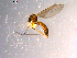  ( - 10PROBE-14407)  @12 [ ] CreativeCommons - Attribution (2011) CBG Photography Group Centre for Biodiversity Genomics