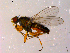  ( - 10PROBE-14439)  @14 [ ] CreativeCommons - Attribution (2011) CBG Photography Group Centre for Biodiversity Genomics