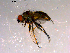  ( - 10PROBE-14466)  @13 [ ] CreativeCommons - Attribution (2011) CBG Photography Group Centre for Biodiversity Genomics