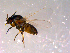  ( - 10PROBE-14483)  @13 [ ] CreativeCommons - Attribution (2011) CBG Photography Group Centre for Biodiversity Genomics