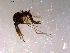  ( - 10PROBE-14491)  @12 [ ] CreativeCommons - Attribution (2011) CBG Photography Group Centre for Biodiversity Genomics